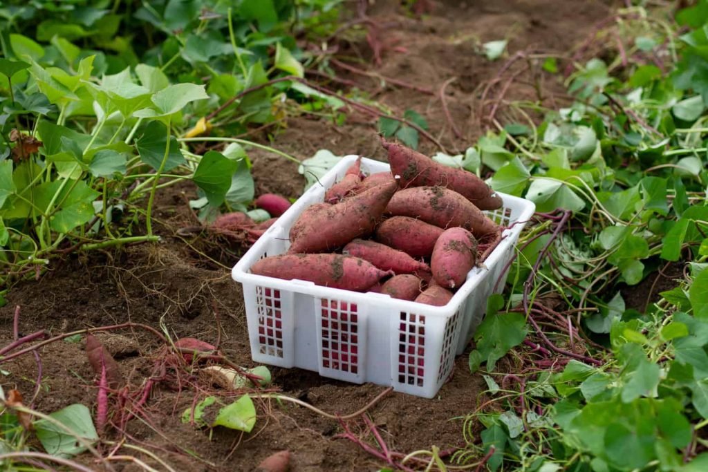 US States That Produce the Most Sweet Potatoes