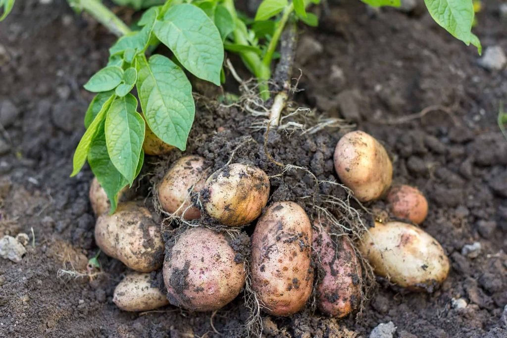 This is how many potatoes you can grow from a single potato seed.